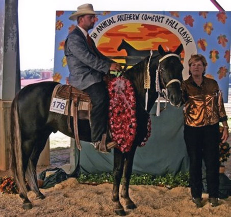 Show Horse Gallery - Prince Jester’s Ridin Gold