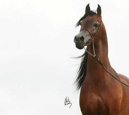 Show Horse Gallery - Pyro Thyme SA