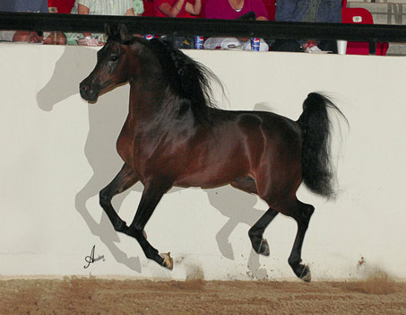 Show Horse Gallery - Pyro Thyme SA