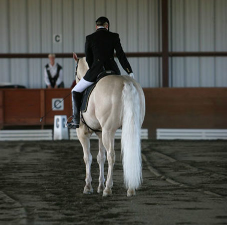 Show Horse Gallery - Raleighs Full Moon