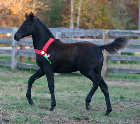 Show Horse Gallery - RBD Midnight Lace