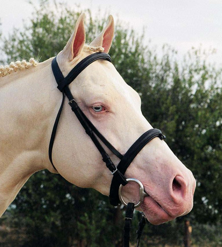RFF El Dorado, Cremello Thoroughbred Stallion
