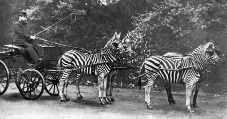Show Horse Gallery - Riding Zebra