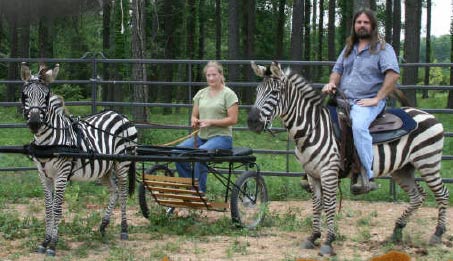 Show Horse Gallery - Riding Zebra
