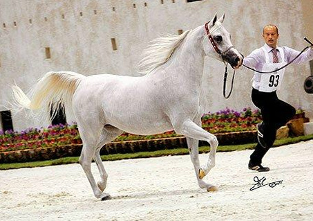 Show Horse Gallery - RS Ghaziya