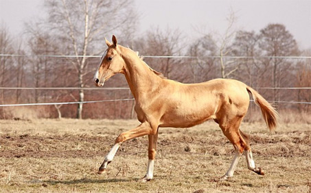 Show Horse Gallery - Sakhab