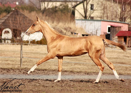 Show Horse Gallery - Sakhab