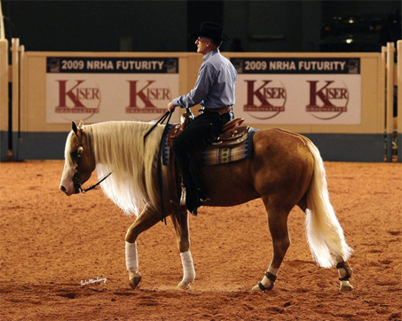 Show Horse Gallery - Smart and Shiney