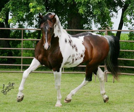 Show Horse Gallery - SS Painted Intimidator