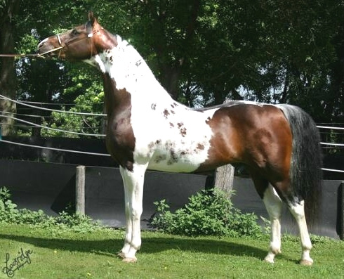 Show Horse Gallery - SS Painted Intimidator