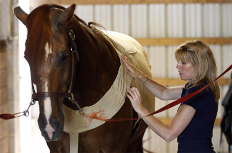 Show Horse Gallery - Suki the Horse Recovers from Severe Burns Sustained in Barn Fire