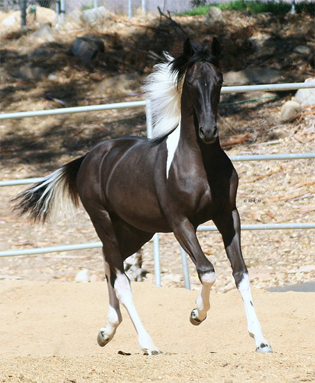 Show Horse Gallery - TDR  Zivah The Diva