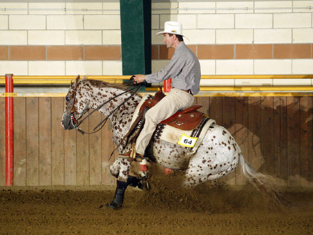 Show Horse Gallery - Top Sail Speckles
