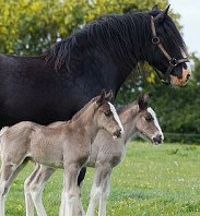 Rare Twin Horses Born