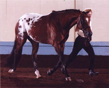 Show Horse Gallery - Undertack