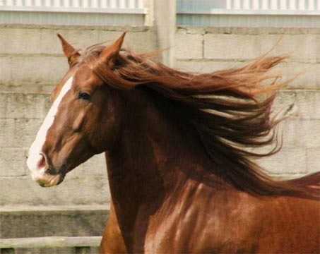 Show Horse Gallery - Vingador