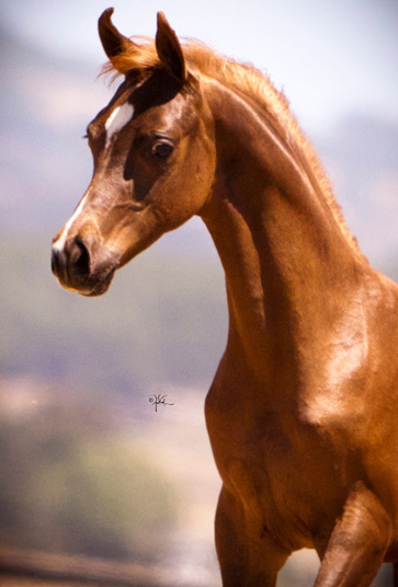 Show Horse Gallery - Viva Versace Colt