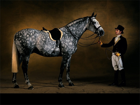 Show Horse Gallery - Yann Arthus-Bertrand, Photographer