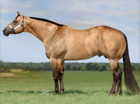 Show Horse Gallery - Horses Aren’t Supposed to Look Like Beef Cows
